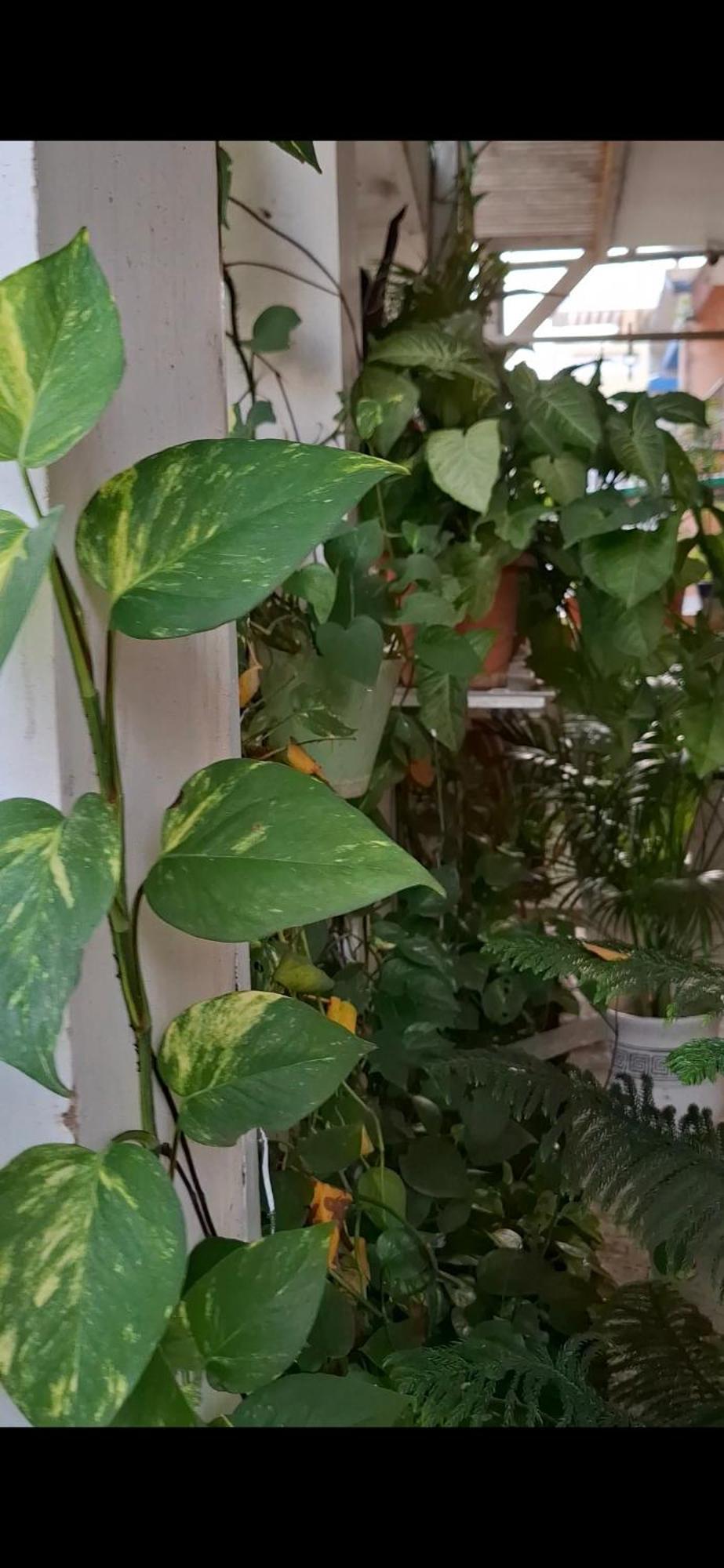 2Bhk Chandra Jyoti Villa Nit Garden Nagpur Zewnętrze zdjęcie